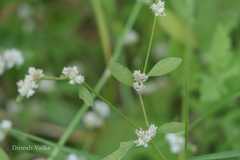 Alternanthera ficoidea
